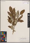 Foto von Salix discolor Muhl.